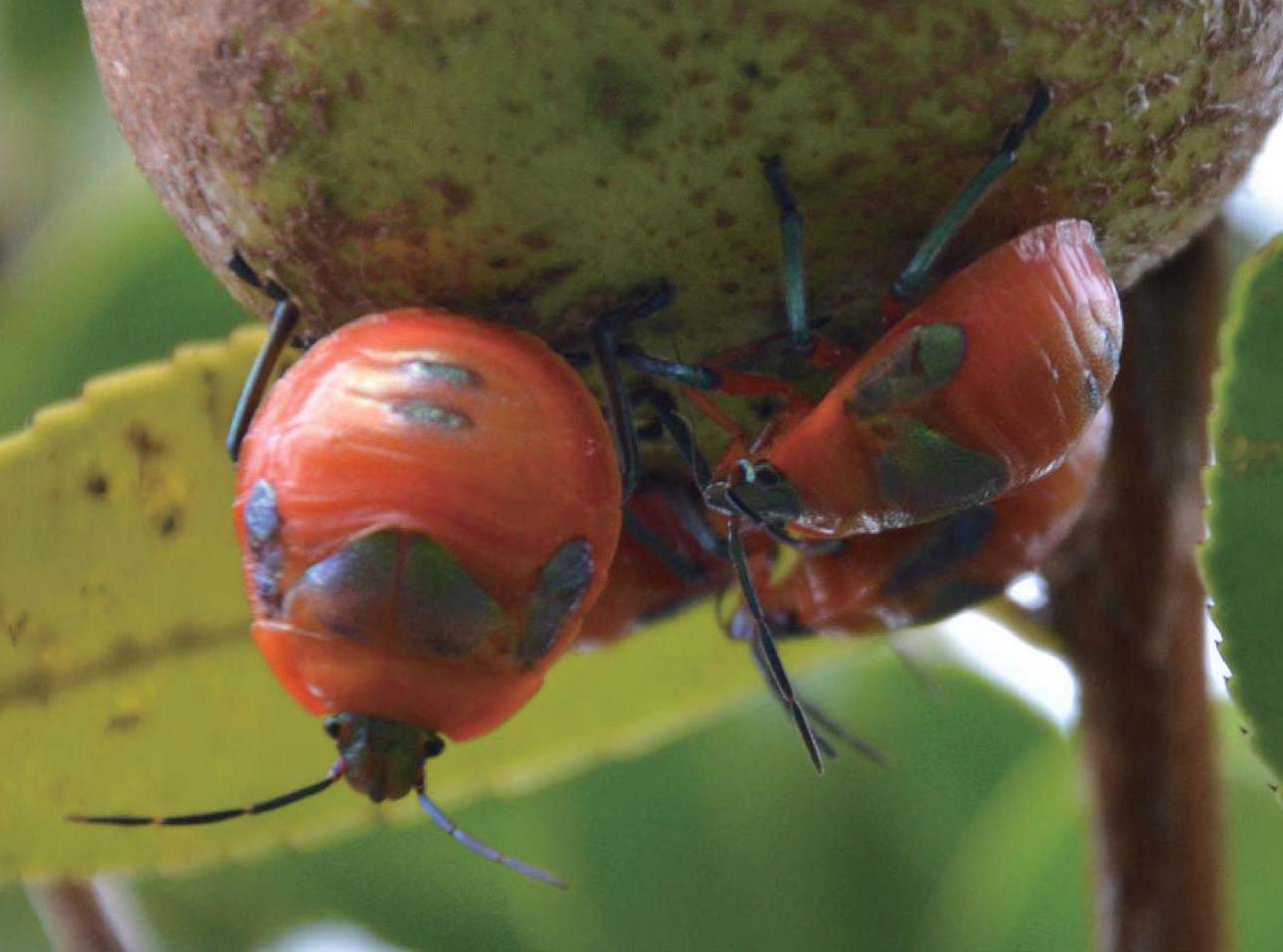 横纹菜蝽-中国昆虫生态-图片